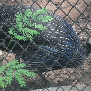 Vulturine Guineafowl (Acryllium vulturinum)