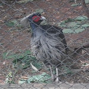 Kalij Pheasant (Lophura leucomelanos)