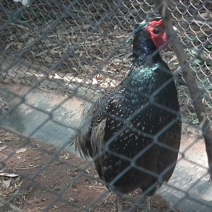 Green Pheasant (Phasianus versicolor)