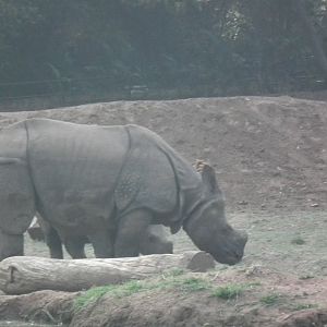 Indian Rhinoceros (Rhinoceros unicornis)