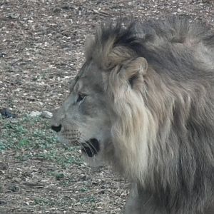 Asiatic Lion (Panthera leo)