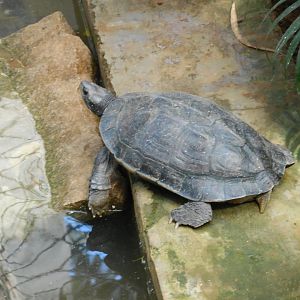 Turtle ID