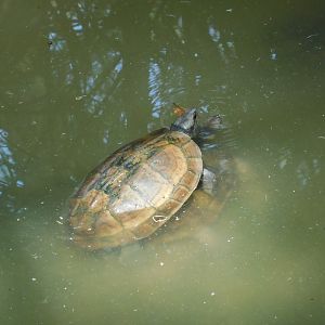 Turtle ID