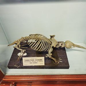 Western long-beaked echidna [2016]