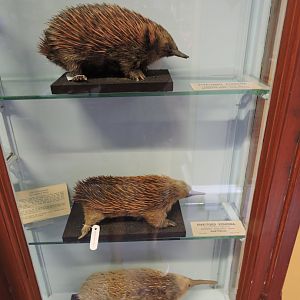 Echidnas [2016]