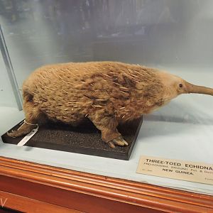 Western long-beaked echidna [2016]