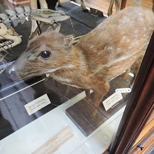 Water chevrotain [2016]