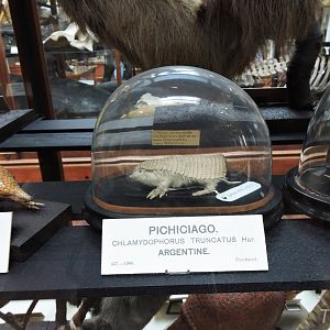 Pink fairy armadillo [2016]