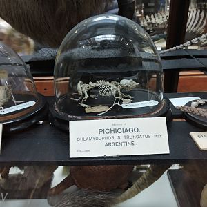 Pink fairy armadillo [2016]