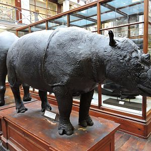 Sumatran rhinoceros [2016]