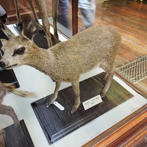 Misidentified klipspringer [2016]