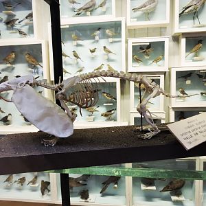 European hamster [2016]