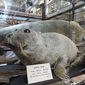 Baikal seal [2016]