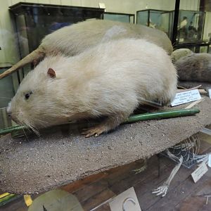 Large bamboo rat [2016]