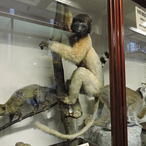 Misidentified crowned sifaka [2016]