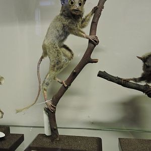 Horsfield's tarsier [2016]