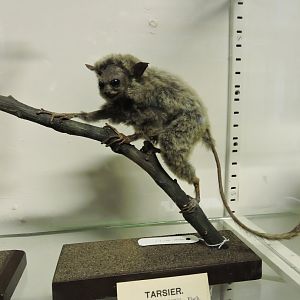 Makassar tarsier [2016]