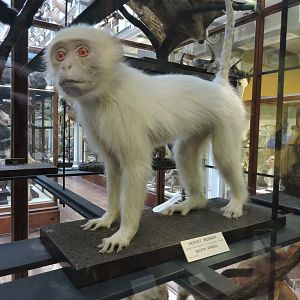 Vervet monkey [2016]