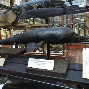 South Asian river dolphin [2016]