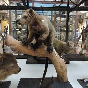 Grizzled tree-kangaroo [2016]