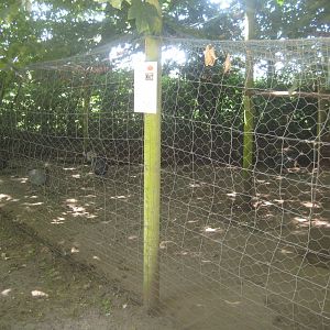 Enghave Dyre- og Naturpark - Guineafowl aviary