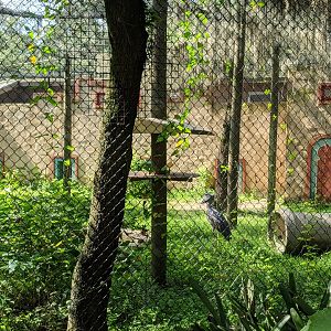 Shoebill stork enclosure #2