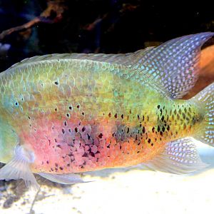 Chisel-tooth cichlid; Bristol Aquarium; 24th July 2021