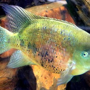 Chisel-tooth cichlid; Bristol Aquarium; 24th July 2021
