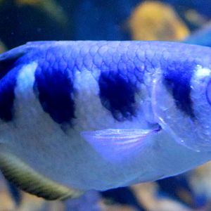 Archer fish; Bristol Aquarium; 24th July 2021