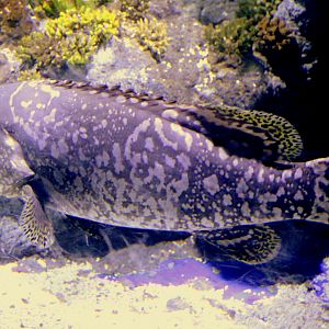 Queensland grouper; Bristol Aquarium; 24th July 2021