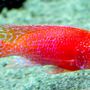 Lake Malawi cichlid ID please; Bristol Aquarium; 24th July 2021