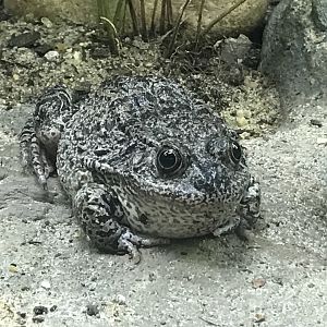 North Carolina Zoo: Carolina Gopher Frog