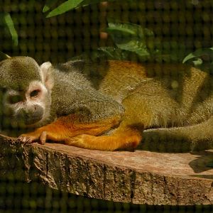 Squirrel monkey, July 2021