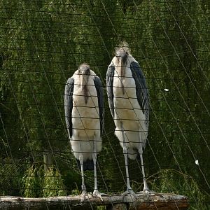 Marabou storks, July 2021