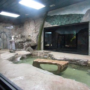 New Penguin Cove - Asian Small Clawed Otter Exhibit