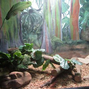 New Penguin Cove - Burmese Python Exhibit