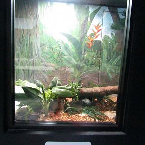 New Penguin Cove - Boa Constrictor Exhibit