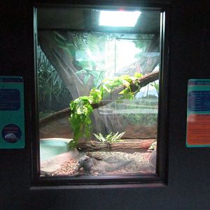 New Penguin Cove - Rhinoceros Iguana Exhibit