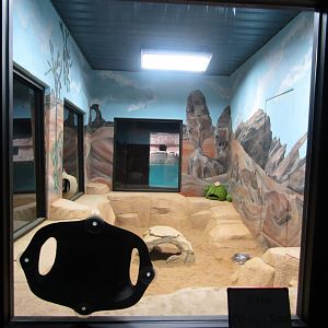 New Penguin Cove - Fennec Fox Exhibit