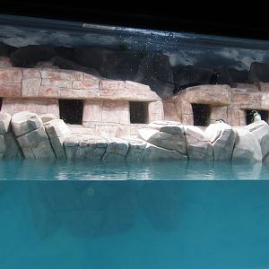New Penguin Cove - African Penguin Exhibit