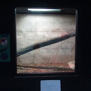 New Penguin Cove - Crocodile Monitor Exhibit