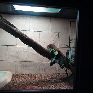 New Penguin Cove - Asian Water Monitor Exhibit