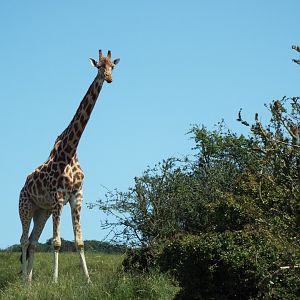 Giraffe - Port Lympne