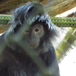 Javan Langur - Port Lympne