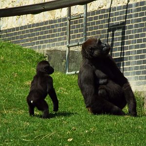 Gorillas - Port Lympne