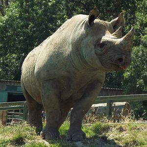 Black Rhino - Port Lympne