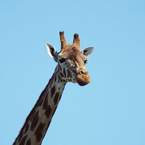 Giraffe - Port Lympne