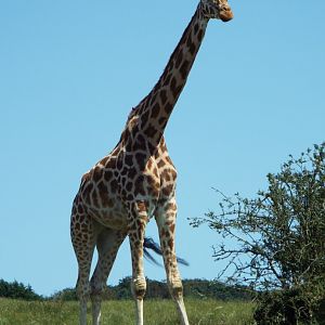 Giraffe - Port Lympne