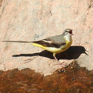 Grey Wagtail