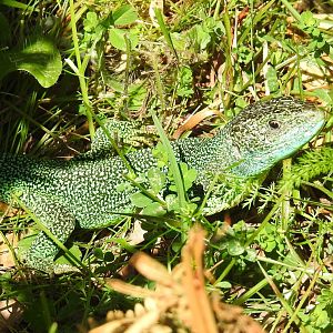 Western Green Lizard